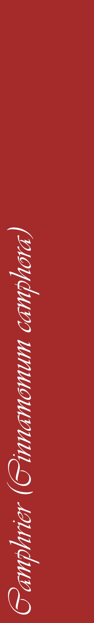 Étiquette de : Cinnamomum camphora - format c - style blanche33_basiqueviv avec comestibilité