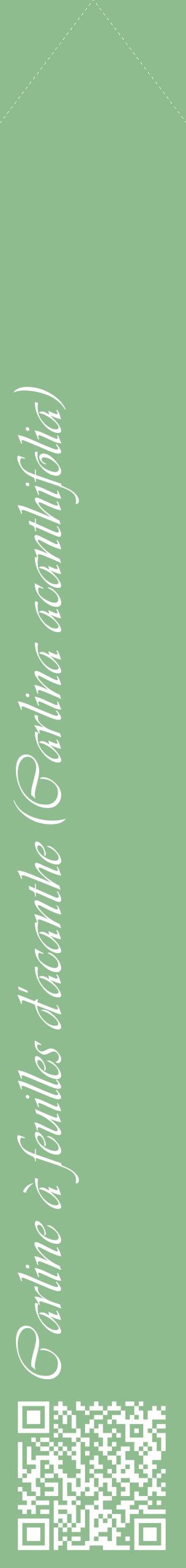 Étiquette de : Carlina acanthifolia - format c - style blanche13_simpleviv avec qrcode et comestibilité