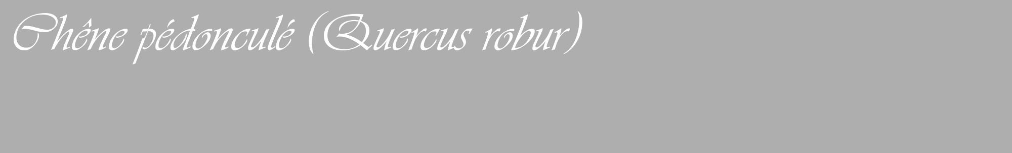 Étiquette de : Quercus robur - format c - style blanche53_basique_basiqueviv avec comestibilité