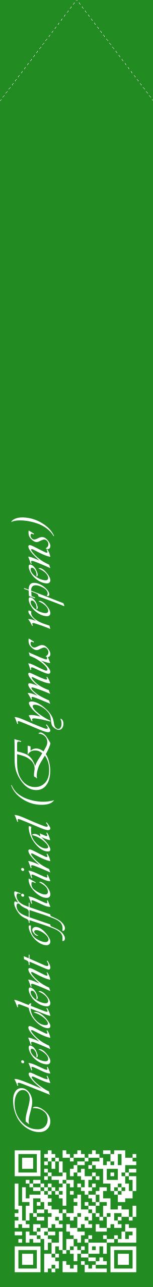 Étiquette de : Elymus repens - format c - style blanche10_simpleviv avec qrcode et comestibilité