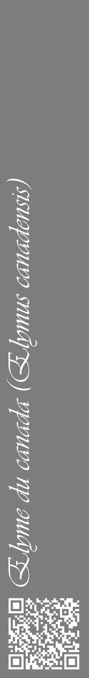 Étiquette de : Elymus canadensis - format c - style blanche35_basique_basiqueviv avec qrcode et comestibilité - position verticale