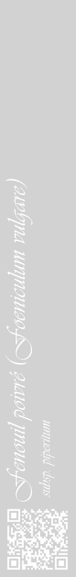 Étiquette de : Foeniculum vulgare subsp. piperitum - format c - style blanche14_basique_basiqueviv avec qrcode et comestibilité - position verticale