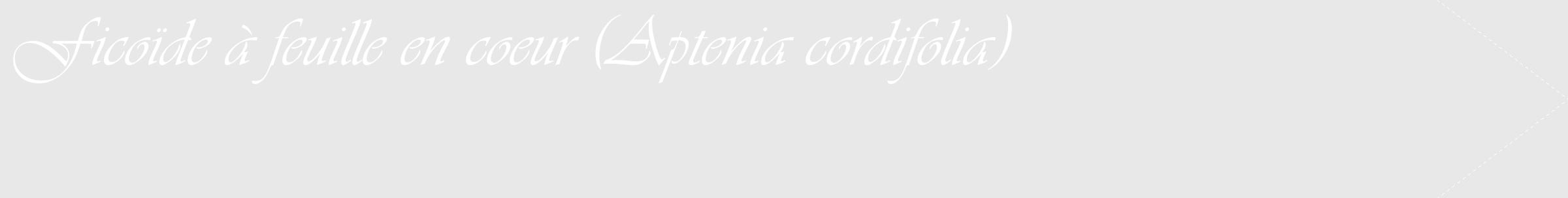 Étiquette de : Aptenia cordifolia - format c - style blanche55_simple_simpleviv avec comestibilité