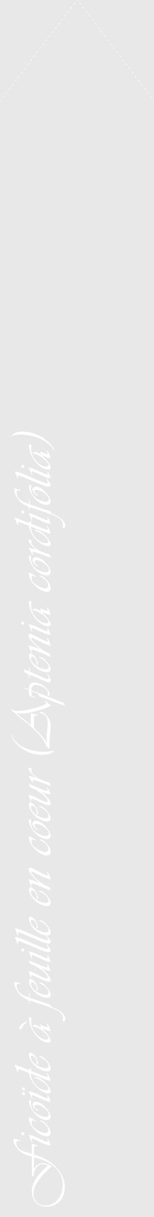 Étiquette de : Aptenia cordifolia - format c - style blanche55_simple_simpleviv avec comestibilité - position verticale