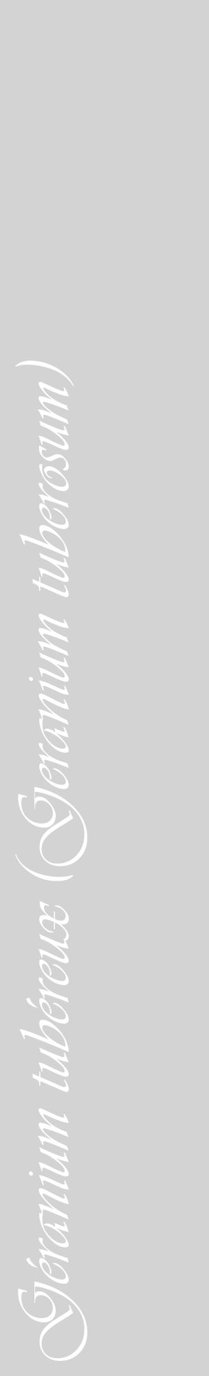 Étiquette de : Geranium tuberosum - format c - style blanche56_basiqueviv avec comestibilité