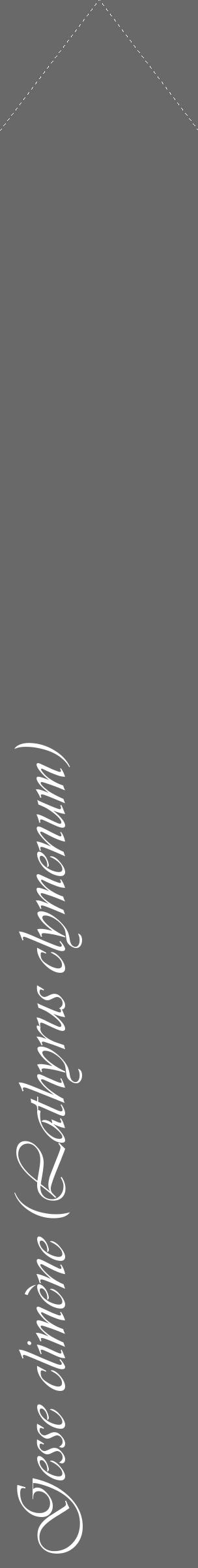 Étiquette de : Lathyrus clymenum - format c - style blanche11_simple_simpleviv avec comestibilité - position verticale