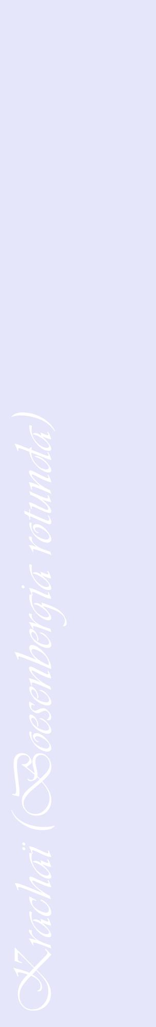 Étiquette de : Boesenbergia rotunda - format c - style blanche55_basiqueviv avec comestibilité