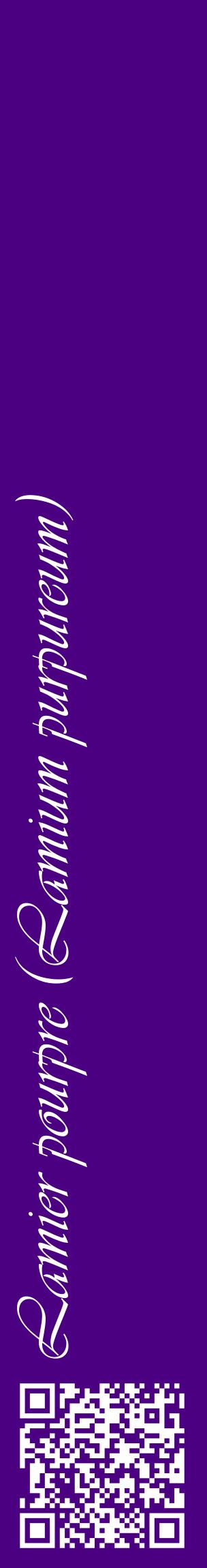 Étiquette de : Lamium purpureum - format c - style blanche47_basiqueviv avec qrcode et comestibilité