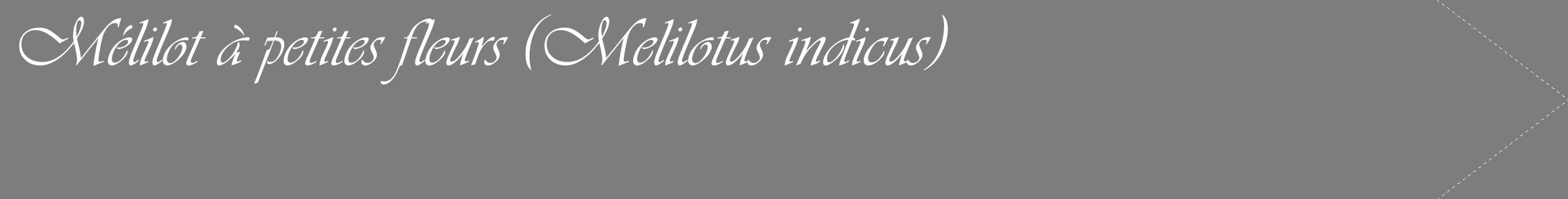 Étiquette de : Melilotus indicus - format c - style blanche35_simple_simpleviv avec comestibilité