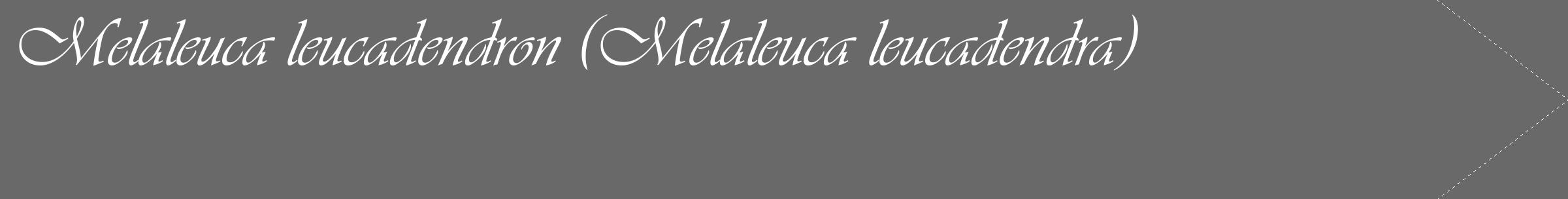 Étiquette de : Melaleuca leucadendra - format c - style blanche51_simple_simpleviv avec comestibilité