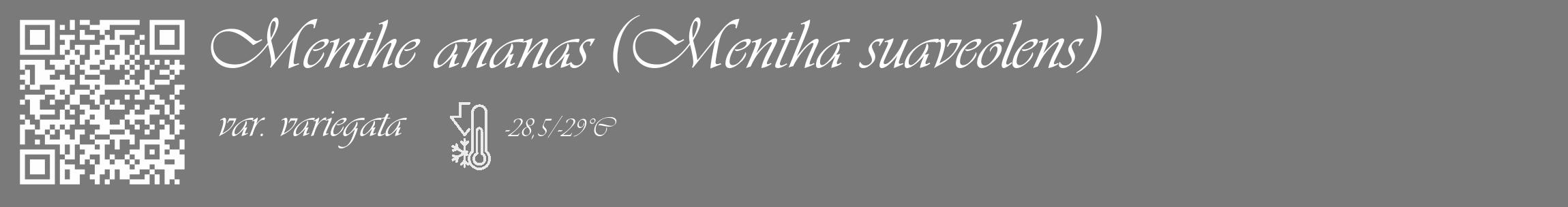 Étiquette de : Mentha suaveolens var. variegata - format c - style blanche3_basique_basiqueviv avec qrcode et comestibilité
