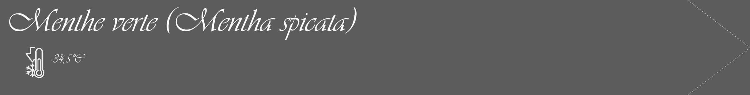 Étiquette de : Mentha spicata - format c - style blanche49_simple_simpleviv avec comestibilité