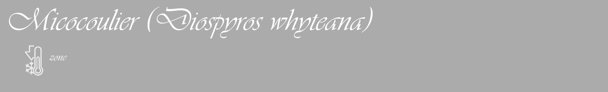 Étiquette de : Diospyros whyteana - format c - style blanche37_basique_basiqueviv avec comestibilité