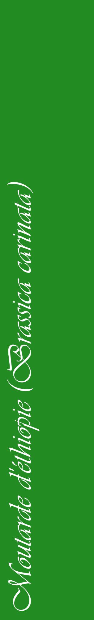 Étiquette de : Brassica carinata - format c - style blanche10_basiqueviv avec comestibilité