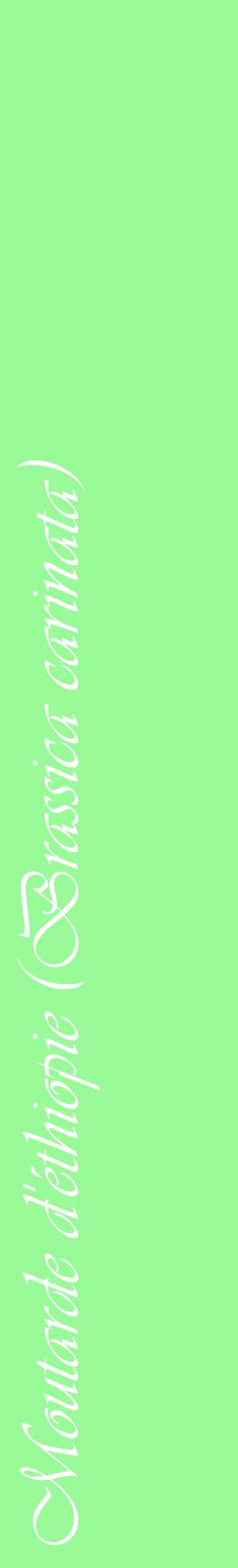 Étiquette de : Brassica carinata - format c - style blanche14_basiqueviv avec comestibilité