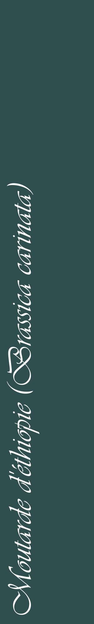 Étiquette de : Brassica carinata - format c - style blanche58_basiqueviv avec comestibilité
