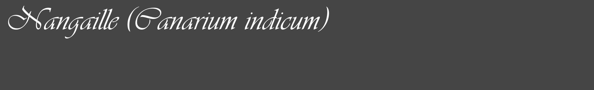 Étiquette de : Canarium indicum - format c - style blanche58_basique_basiqueviv avec comestibilité
