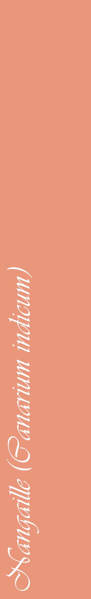 Étiquette de : Canarium indicum - format c - style blanche37_basiqueviv avec comestibilité