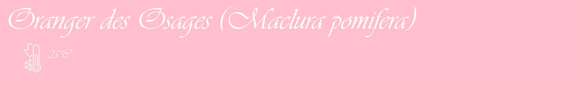 Étiquette de : Maclura pomifera - format c - style blanche40_basique_basiqueviv avec comestibilité