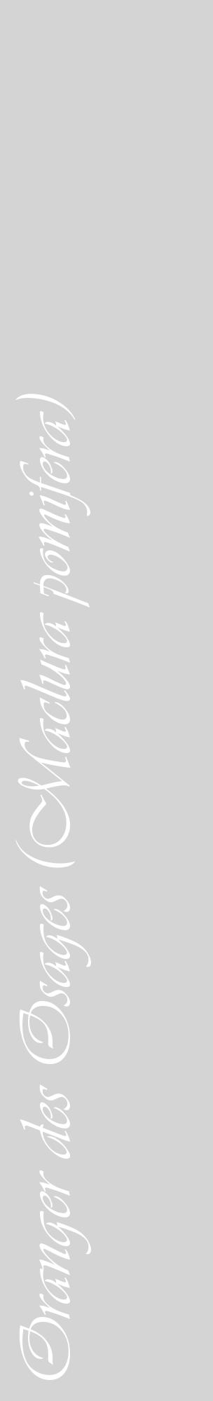 Étiquette de : Maclura pomifera - format c - style blanche40_basique_basiqueviv avec comestibilité - position verticale