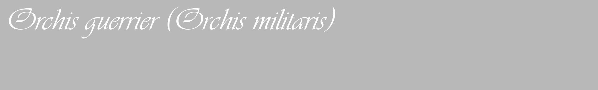 Étiquette de : Orchis militaris - format c - style blanche39_basique_basiqueviv avec comestibilité