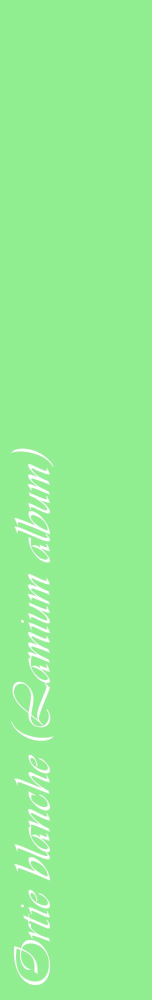 Étiquette de : Lamium album - format c - style blanche15_basiqueviv avec comestibilité