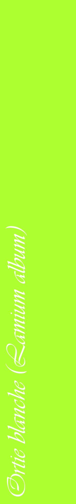 Étiquette de : Lamium album - format c - style blanche17_basiqueviv avec comestibilité