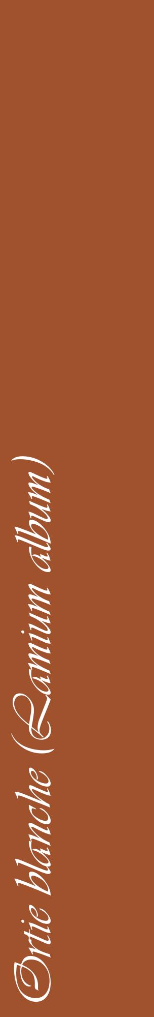 Étiquette de : Lamium album - format c - style blanche32_basiqueviv avec comestibilité