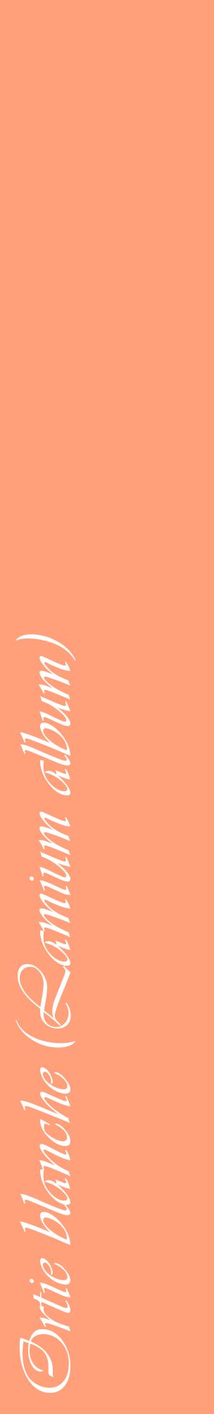 Étiquette de : Lamium album - format c - style blanche39_basiqueviv avec comestibilité