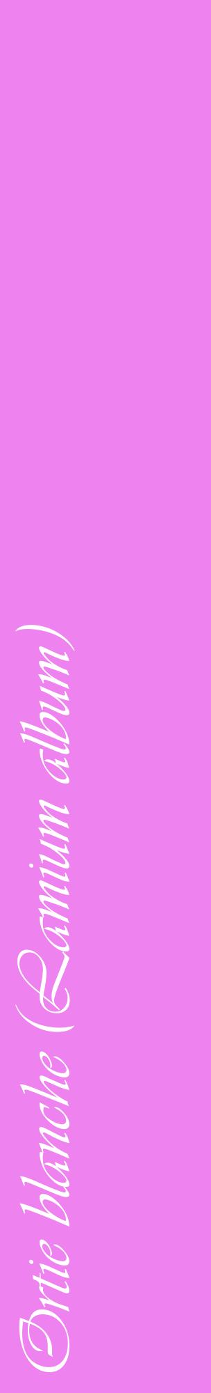 Étiquette de : Lamium album - format c - style blanche53_basiqueviv avec comestibilité