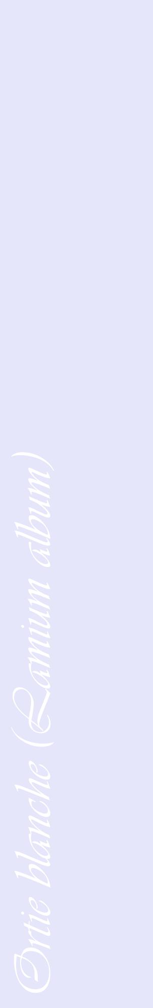 Étiquette de : Lamium album - format c - style blanche55_basiqueviv avec comestibilité