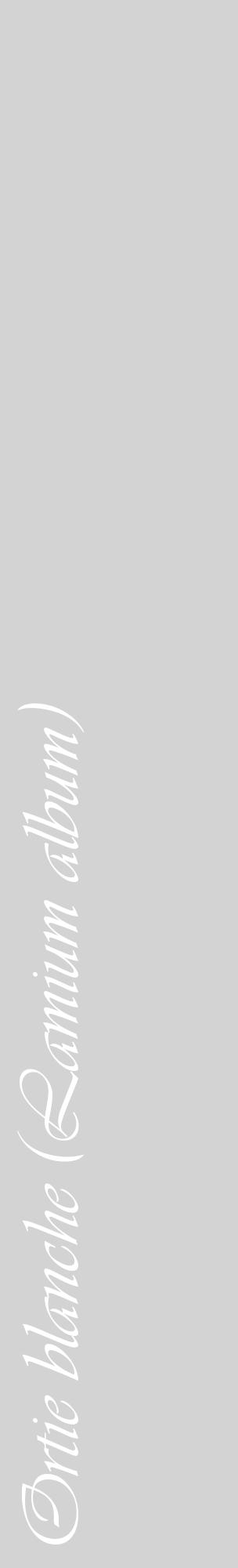 Étiquette de : Lamium album - format c - style blanche56_basiqueviv avec comestibilité