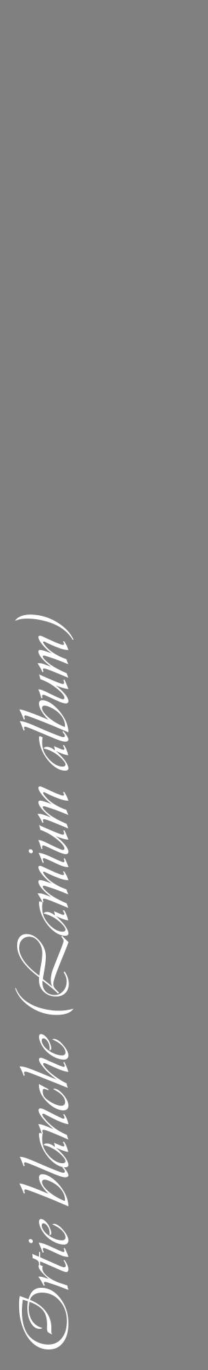Étiquette de : Lamium album - format c - style blanche57_basiqueviv avec comestibilité