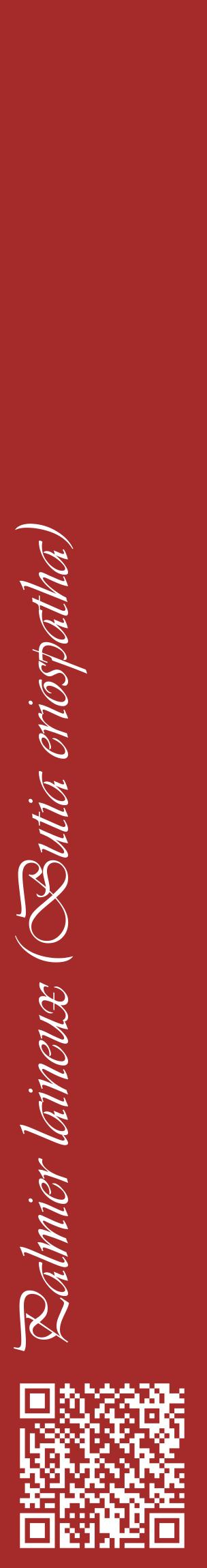 Étiquette de : Butia eriospatha - format c - style blanche33_basiqueviv avec qrcode et comestibilité
