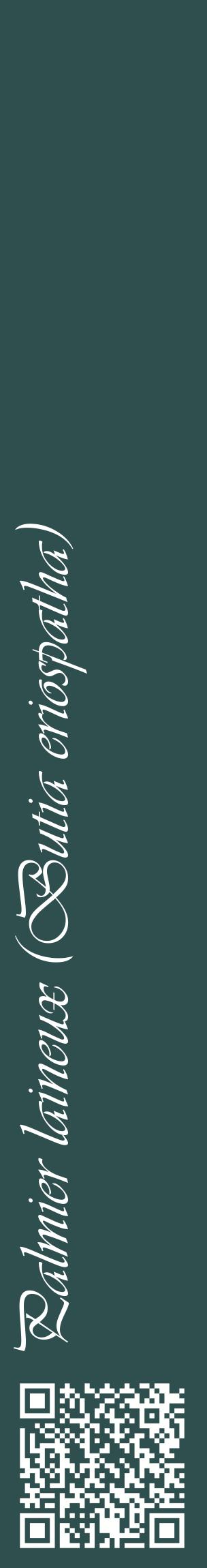 Étiquette de : Butia eriospatha - format c - style blanche58_basiqueviv avec qrcode et comestibilité