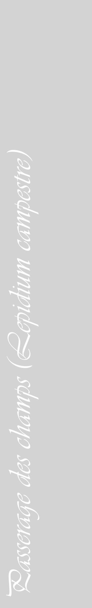 Étiquette de : Lepidium campestre - format c - style blanche56_basiqueviv avec comestibilité