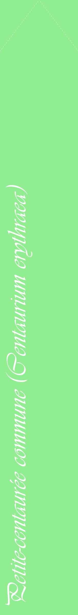 Étiquette de : Centaurium erythraea - format c - style blanche15_simple_simpleviv avec comestibilité - position verticale