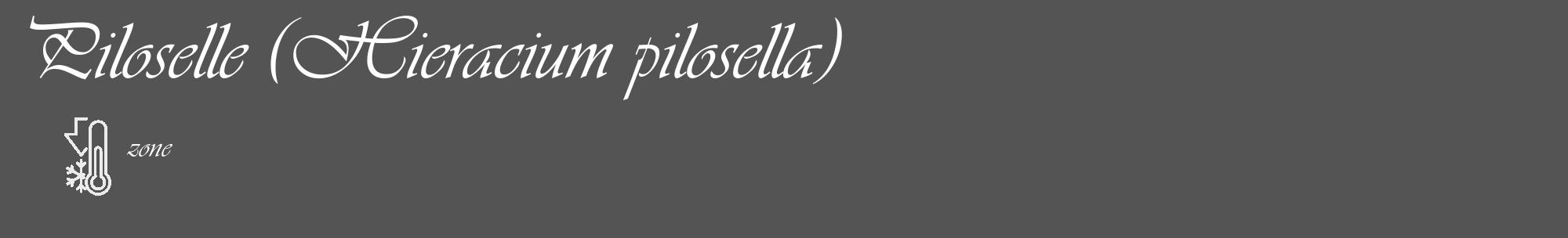 Étiquette de : Hieracium pilosella - format c - style blanche30_basique_basiqueviv avec comestibilité