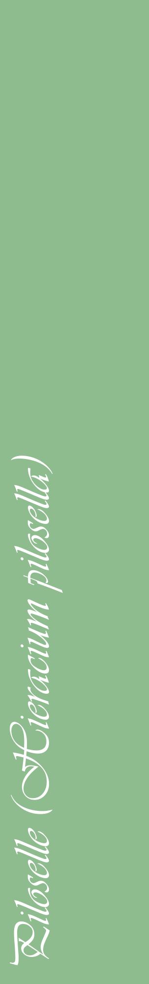 Étiquette de : Hieracium pilosella - format c - style blanche13_basiqueviv avec comestibilité
