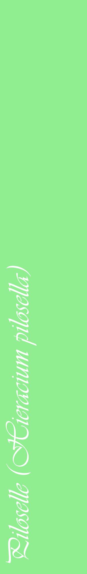Étiquette de : Hieracium pilosella - format c - style blanche15_basiqueviv avec comestibilité