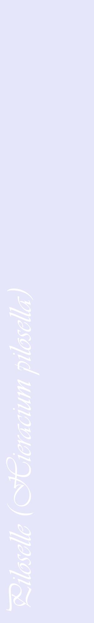 Étiquette de : Hieracium pilosella - format c - style blanche55_basiqueviv avec comestibilité