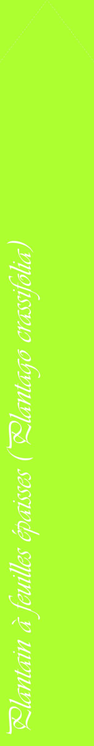 Étiquette de : Plantago crassifolia - format c - style blanche17_simpleviv avec comestibilité