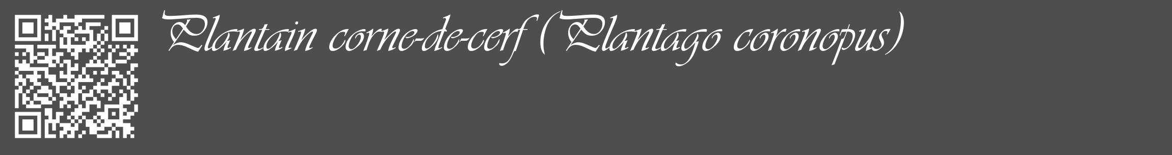 Étiquette de : Plantago coronopus - format c - style blanche33_basique_basiqueviv avec qrcode et comestibilité
