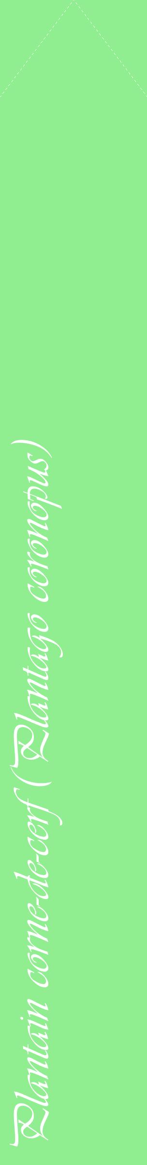 Étiquette de : Plantago coronopus - format c - style blanche15_simpleviv avec comestibilité