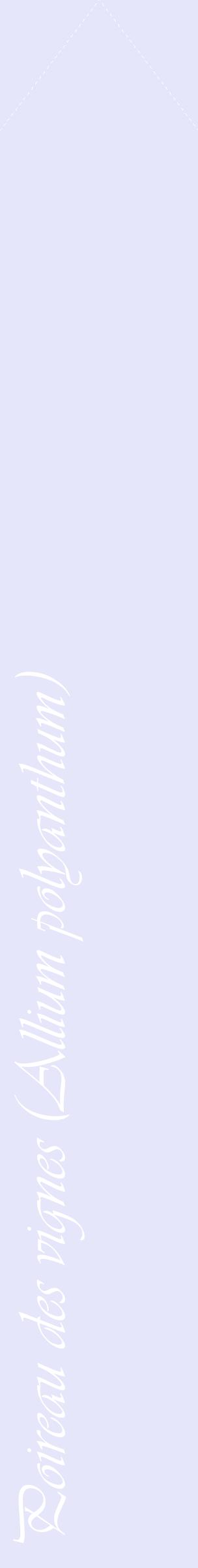 Étiquette de : Allium polyanthum - format c - style blanche55_simpleviv avec comestibilité
