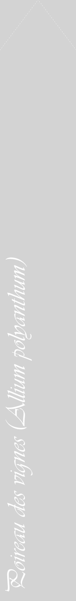 Étiquette de : Allium polyanthum - format c - style blanche56_simpleviv avec comestibilité