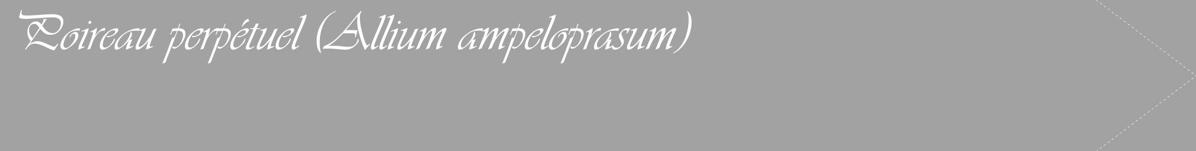 Étiquette de : Allium ampeloprasum - format c - style blanche38_simple_simpleviv avec comestibilité