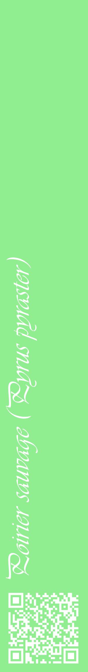 Étiquette de : Pyrus pyraster - format c - style blanche15_basiqueviv avec qrcode et comestibilité