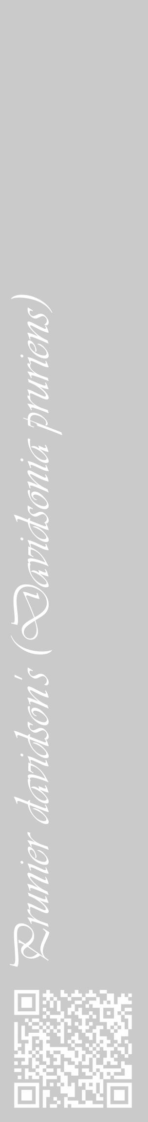 Étiquette de : Davidsonia pruriens - format c - style blanche21_basique_basiqueviv avec qrcode et comestibilité - position verticale