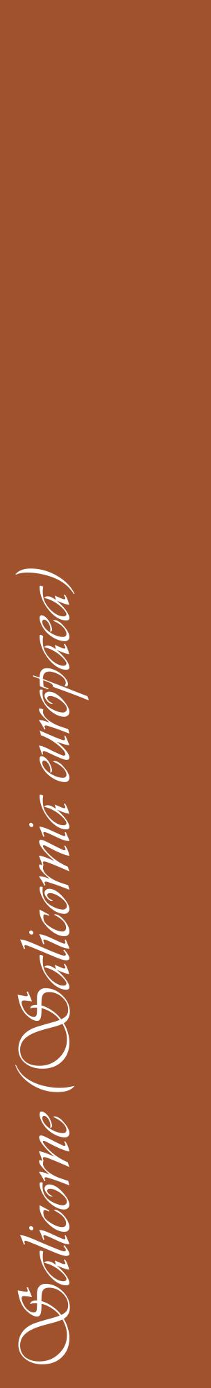 Étiquette de : Salicornia europaea - format c - style blanche32_basiqueviv avec comestibilité